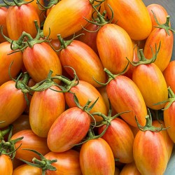 Sementes De Tomate ARTISAN BLUSH TIGER 2.5 - 5