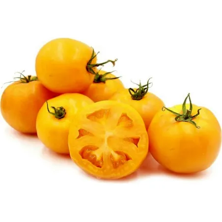 Graines Tomates jaunes-oranges Golden Jubilee