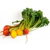 Price: €1.95 - Graines de Betterave Dorée (Golden Detroit) - 