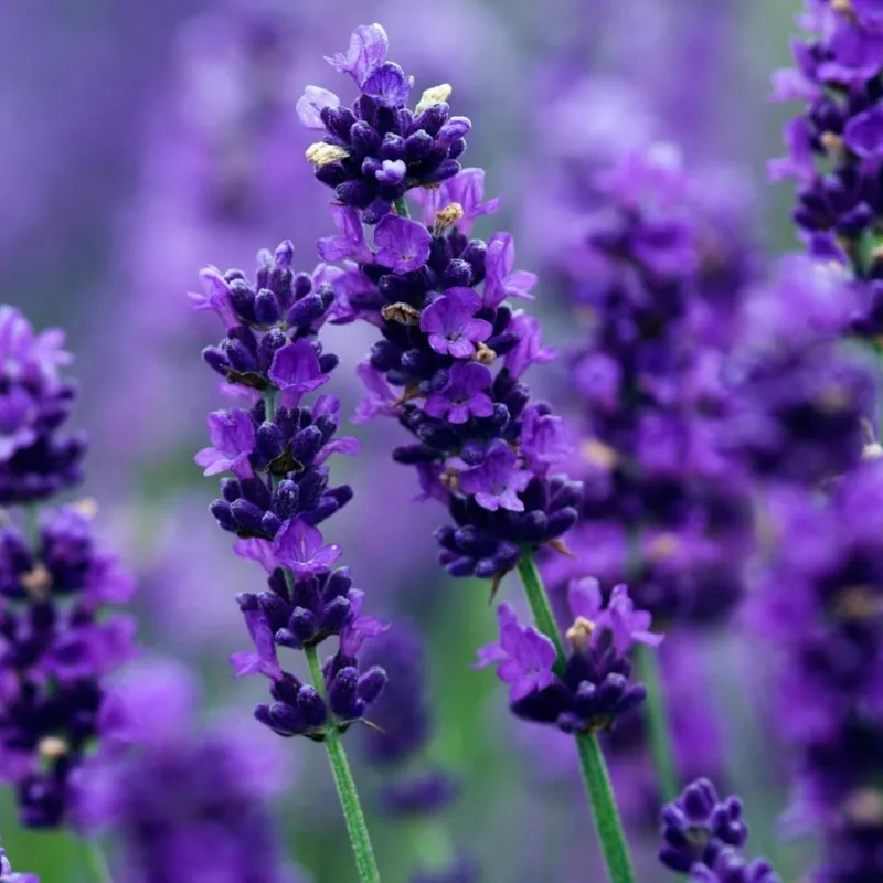 Semillas de Lavanda Aromática