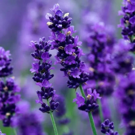 Echter Lavendel Samen Mehrjährig Winterhart bis -20C