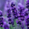 True Lavender Seeds