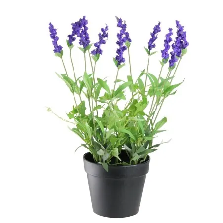 Semillas de Lavanda Aromática
