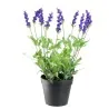 Semillas de Lavanda Aromática
