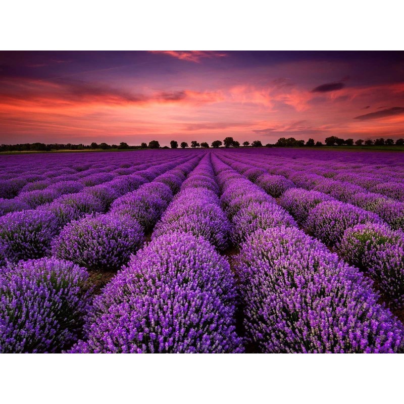Price: €2 - Echter Lavendel Samen Mehrjährig Winterhart bis -20C - 