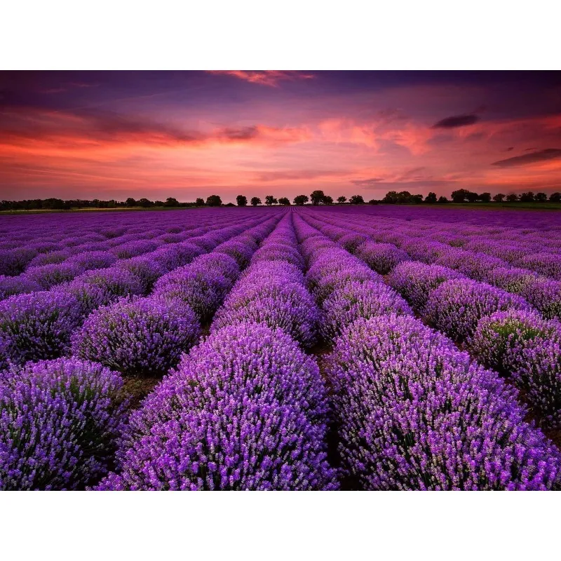 Verkliga Lavendel Frön