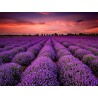 Price: €2 - Echter Lavendel Samen Mehrjährig Winterhart bis -20C - 