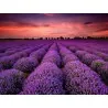 Echter Lavendel Samen Mehrjährig Winterhart bis -20C