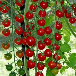 Price: €1.85 - Seme Cherry Paradajza SUPER SWEET 100 - 
