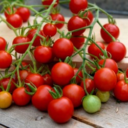Supersweet 100 Tomato Seeds 1.85 - 2