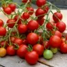Supersweet 100 Tomato Seeds