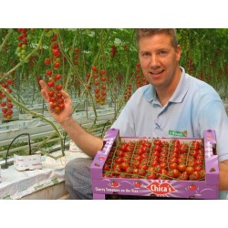 SUPERSWEET 100 Tomatfröer 1.85 - 3
