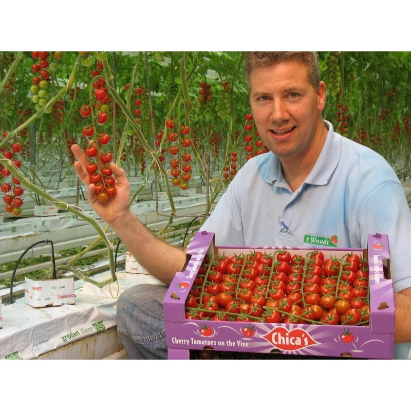 Price: €1.85 - Graines de Tomate SUPERSWEET 100 - 
