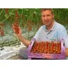 Supersweet 100 Tomato Seeds