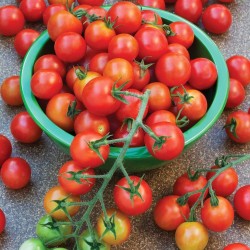 Supersweet 100 Tomato Seeds 1.85 - 4