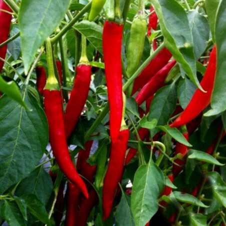 Price: €1.85 - Taeyang medium Seme Chili – Cili Ljute Papricice -