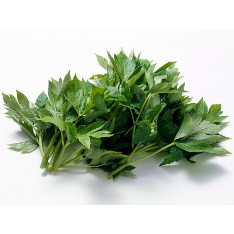 Semillas de ASHITABA (Angelica keiskei)