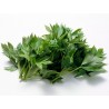 Price: €3.95 - Graines de Ashitaba (Angelica keiskei) - 
