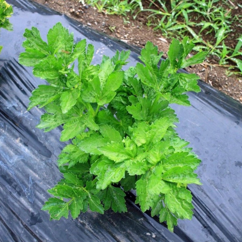 Price: €3.95 - Graines de Ashitaba (Angelica keiskei) - 