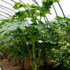 Price: €3.95 - Graines de Ashitaba (Angelica keiskei) - 