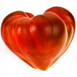 Sementes de Tomato "Coração de Boi" 1.75 - 1