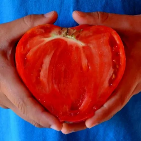 Semillas de tomate Oxheart