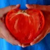 Sementes de Tomato "Coração de Boi"