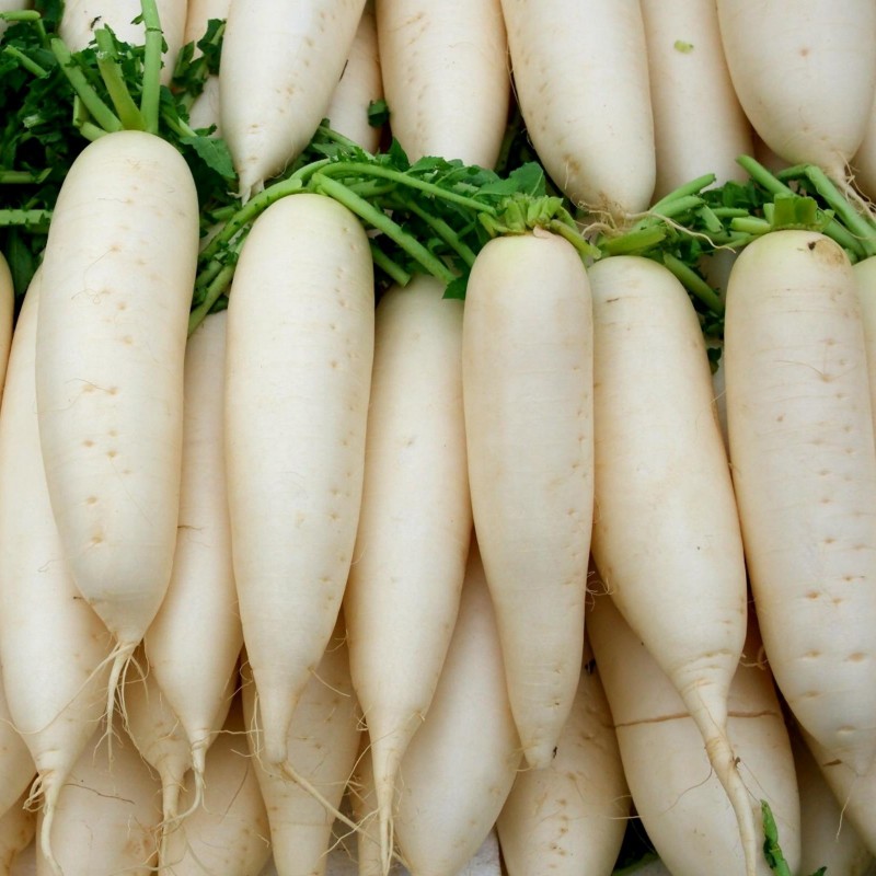 Price: €2.45 - Giant white radish seeds Ice Candle - 