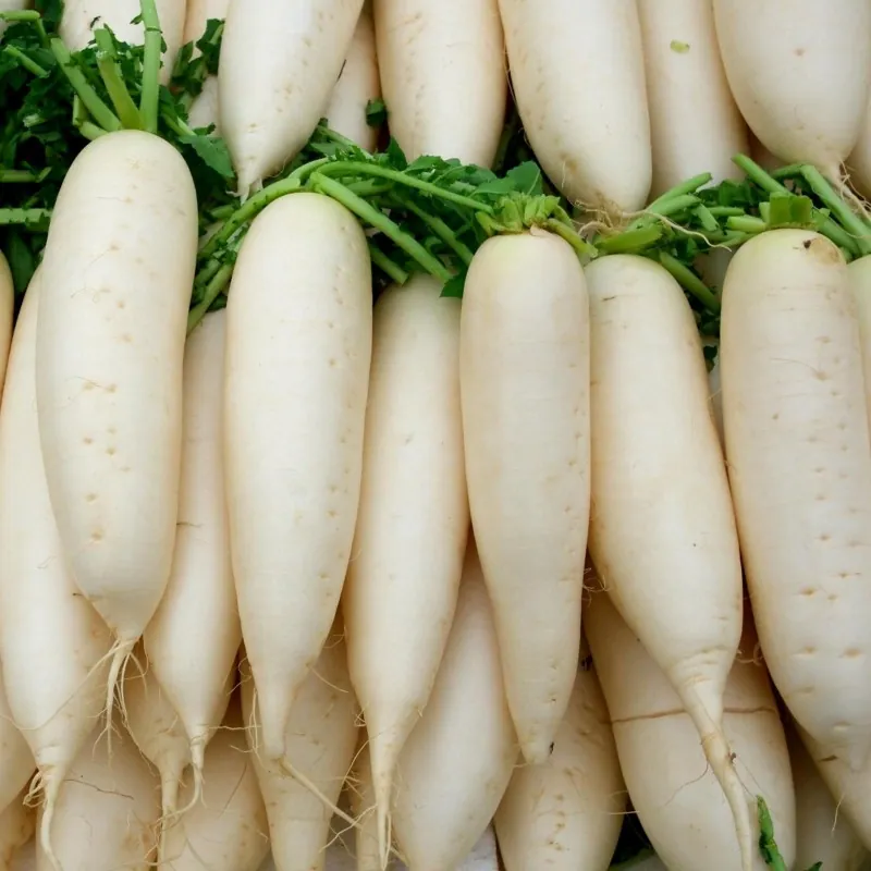Semi di ravanello bianco gigante Candela di ghiaccio