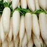 Semi di ravanello bianco gigante Candela di ghiaccio