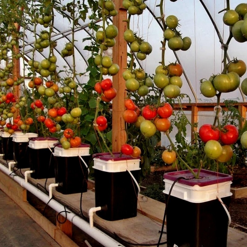 Price: €2.45 - Petrousa Drama Greek Beef Tomato Seeds - Seeds Gallery