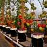 Price: €2.45 - Petrousa Drama Greek Beef Tomato Seeds - Seeds Gallery