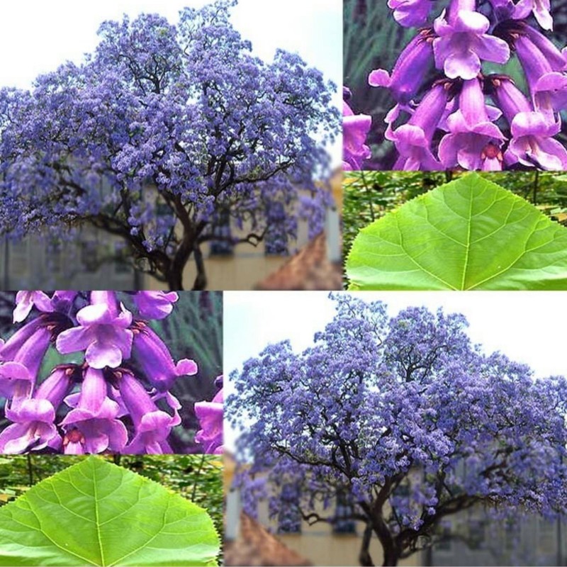 Price: €15 - 1000 Frön Kejsarträd (Paulownia Elongata) - 