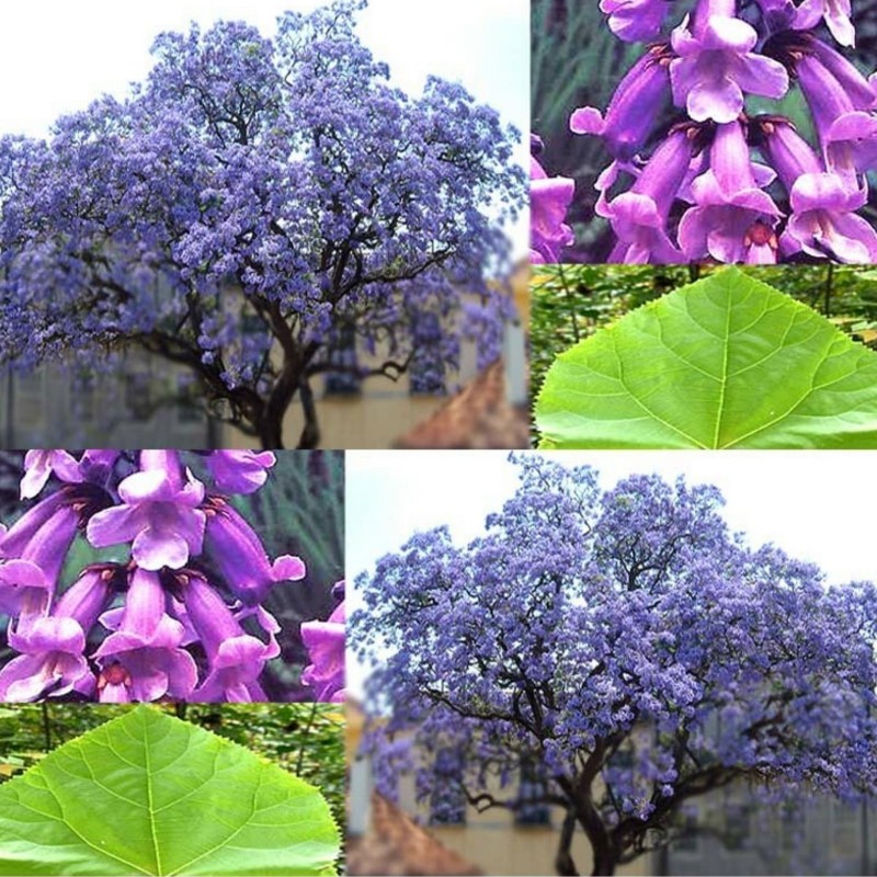 Kejsarträd 1000 Frön (Paulownia Elongata) 15 - 1