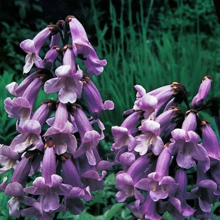 1000 Seeds Paulownia Elongata