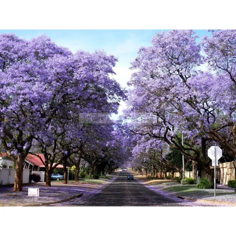 Graines de Paulownia Tomentosa