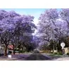 Graines de Paulownia Tomentosa
