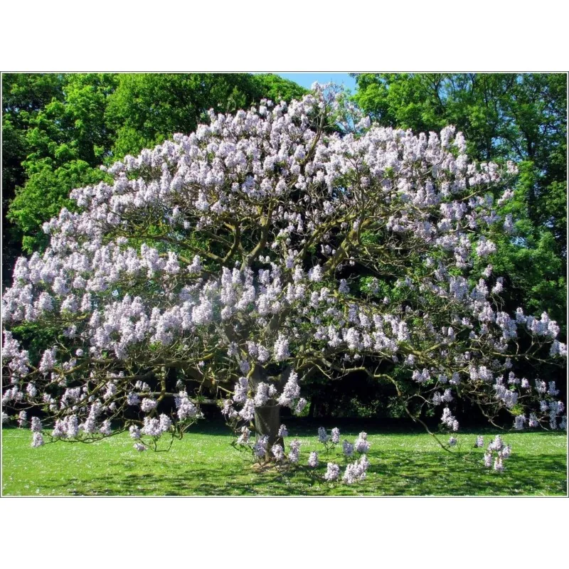 Graines de Paulownia Tomentosa