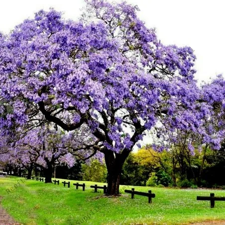 Graines de Paulownia Tomentosa