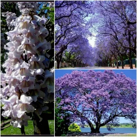 Graines de Paulownia Tomentosa
