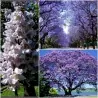 Graines de Paulownia Tomentosa