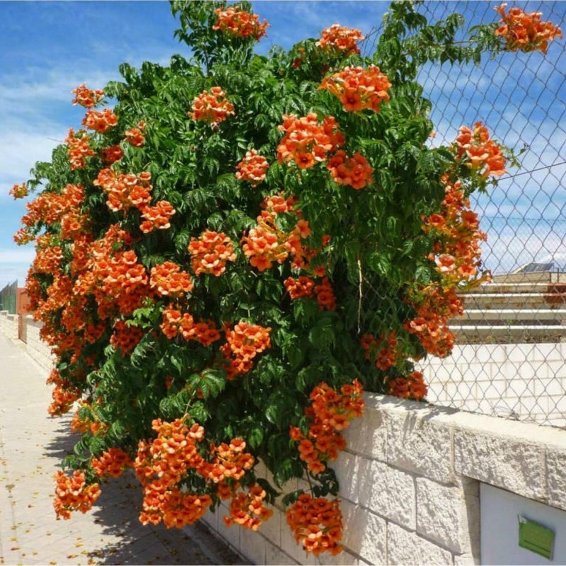 Orangerote Amerikanische Klettertrompete Samen, Trompetenblume 1.95 - 1