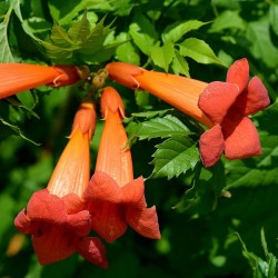 Orangerote Amerikanische Klettertrompete Samen, Trompetenblume 1.95 - 8