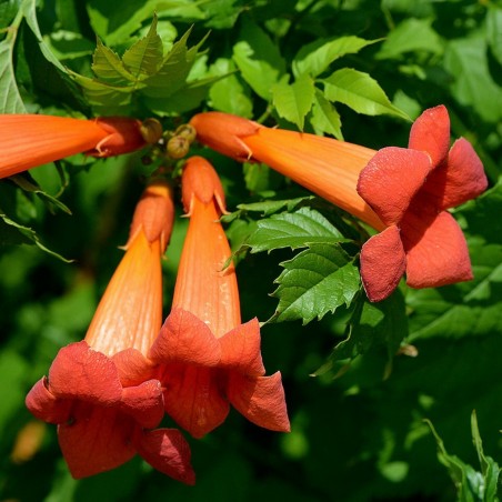 Price: €1.95 - Semințe de viță de vie sau de plantă cățărătoare - Seeds Gallery