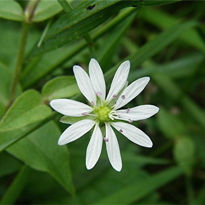 Price: €1.95 - Στελλάρια Σπόροι (Stellaria media) - 