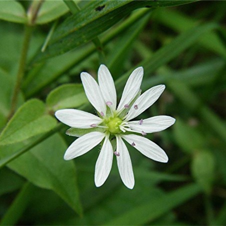 Price: €1.95 - Sementes de Morugem (Stellaria media) -