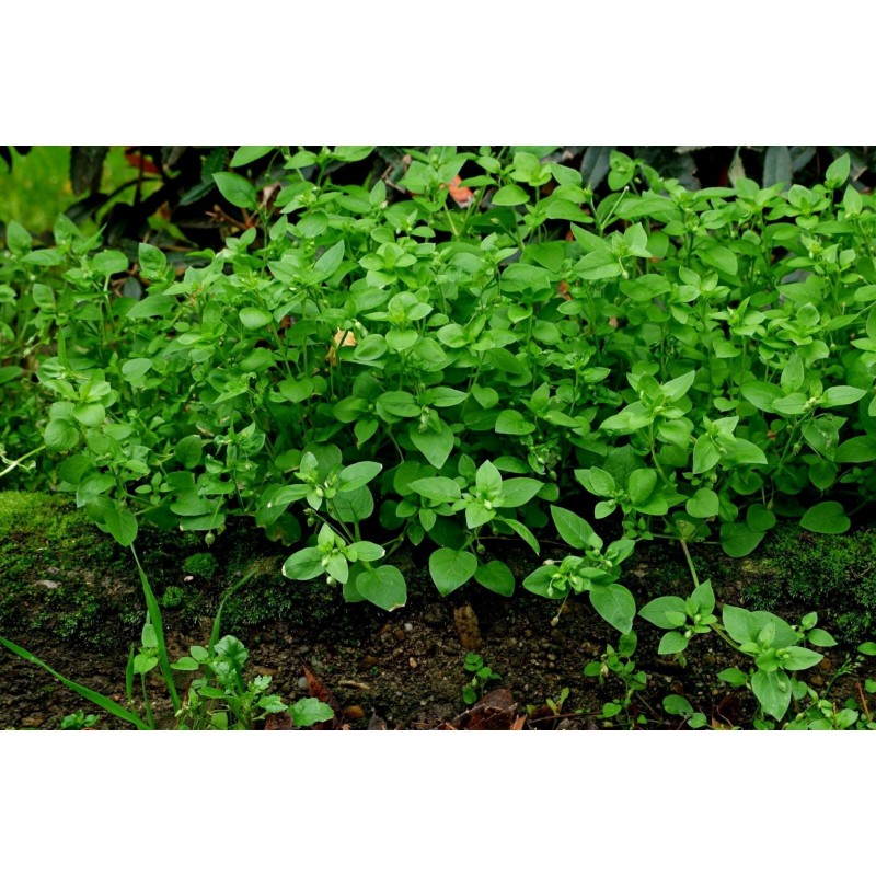 Price: €1.95 - Στελλάρια Σπόροι (Stellaria media) - 