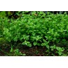 Price: €1.95 - Στελλάρια Σπόροι (Stellaria media) - 