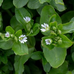 Semillas de Pamplina o Hierba Gallinera (Stellaria media) 1.55 - 1