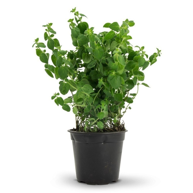 15.000 Frön Vild - Grekisk Oregano